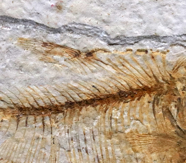 過去取り扱い標本の中でも最上位クラス！およそ５０００万年前の絶滅古代魚、ディプロミスタス（Diplomystus）の上質化石（その5）