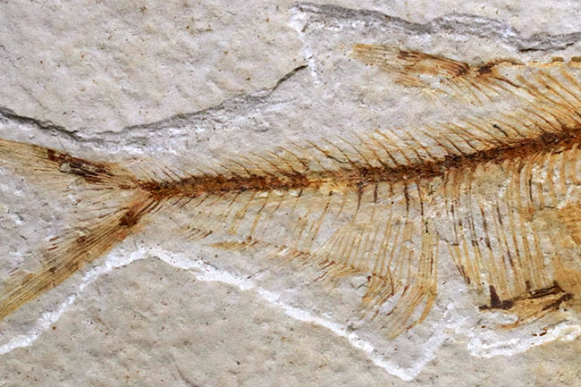 過去取り扱い標本の中でも最上位クラス！およそ５０００万年前の絶滅古代魚、ディプロミスタス（Diplomystus）の上質化石（その6）