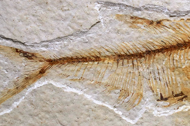 過去取り扱い標本の中でも最上位クラス!およそ5000万年前の絶滅古代魚、ディプロミスタス(Diplomystus)の上質化石(その6)