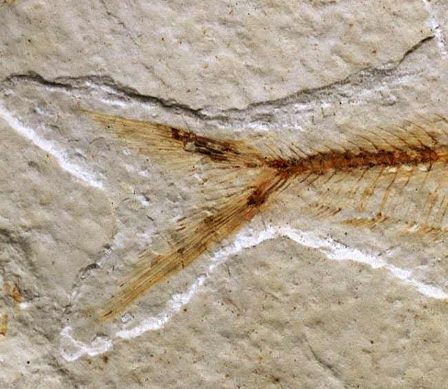 過去取り扱い標本の中でも最上位クラス！およそ５０００万年前の絶滅古代魚、ディプロミスタス（Diplomystus）の上質化石（その7）