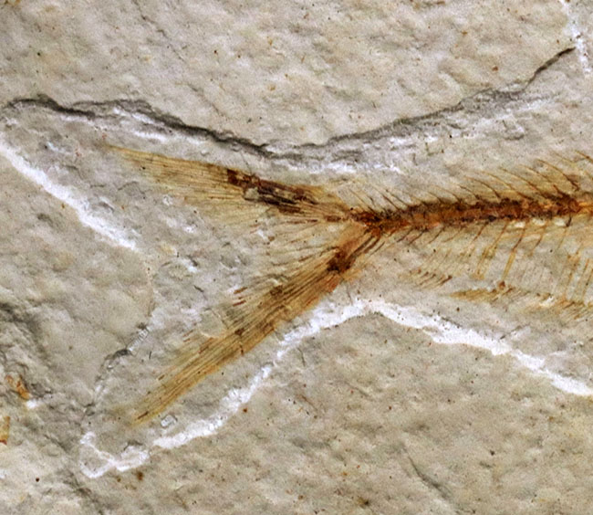 過去取り扱い標本の中でも最上位クラス!およそ5000万年前の絶滅古代魚、ディプロミスタス(Diplomystus)の上質化石(その7)