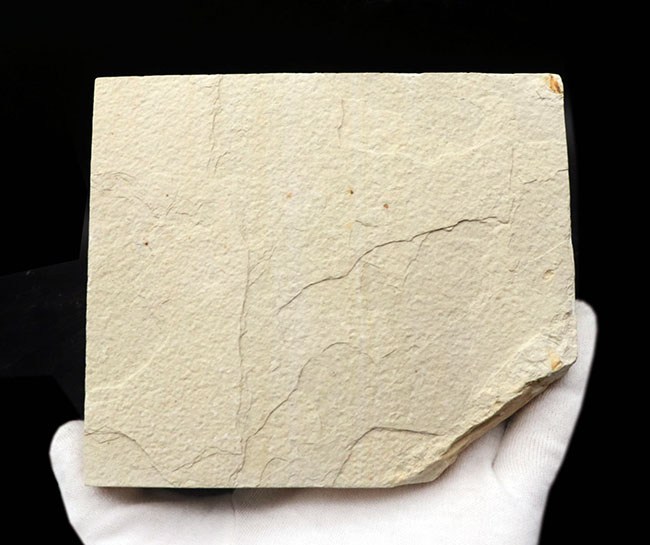 過去取り扱い標本の中でも最上位クラス!およそ5000万年前の絶滅古代魚、ディプロミスタス(Diplomystus)の上質化石(その8)
