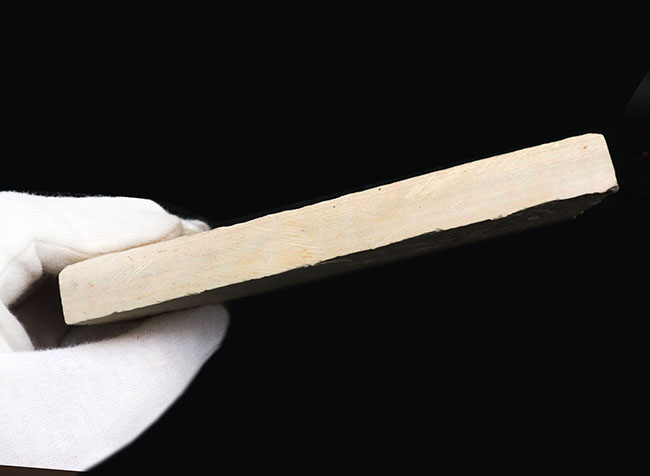 過去取り扱い標本の中でも最上位クラス！およそ５０００万年前の絶滅古代魚、ディプロミスタス（Diplomystus）の上質化石（その9）