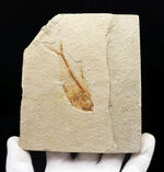 過去取り扱い標本の中でも最上位クラス！およそ５０００万年前の絶滅古代魚、ディプロミスタス（Diplomystus）の上質化石