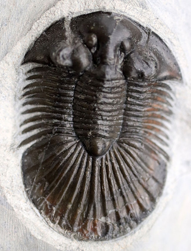 パーフェクト！扇子様の尾板に美しさにご注目ください。モロッコ産三葉虫、スカブリスクテルム・ファーシフェルム（Scabriscutellum furciferum）の化石（その1）