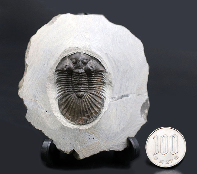 パーフェクト！扇子様の尾板に美しさにご注目ください。モロッコ産三葉虫、スカブリスクテルム・ファーシフェルム（Scabriscutellum furciferum）の化石（その10）