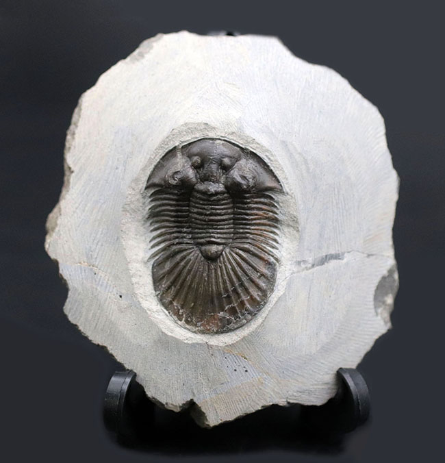 パーフェクト！扇子様の尾板に美しさにご注目ください。モロッコ産三葉虫、スカブリスクテルム・ファーシフェルム（Scabriscutellum furciferum）の化石（その2）