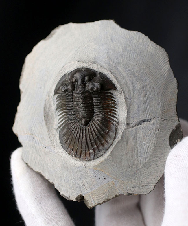 パーフェクト！扇子様の尾板に美しさにご注目ください。モロッコ産三葉虫、スカブリスクテルム・ファーシフェルム（Scabriscutellum furciferum）の化石（その3）