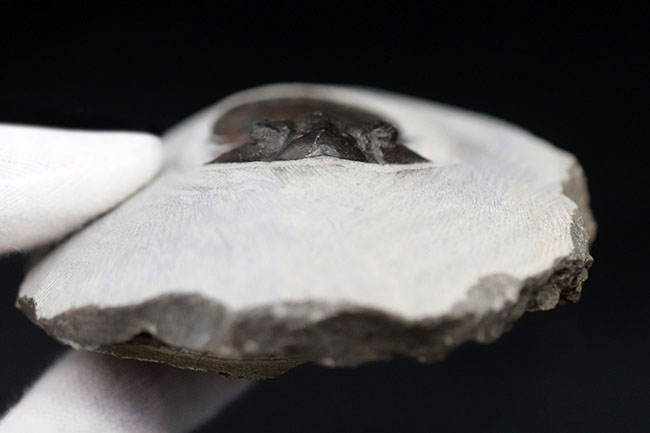 パーフェクト！扇子様の尾板に美しさにご注目ください。モロッコ産三葉虫、スカブリスクテルム・ファーシフェルム（Scabriscutellum furciferum）の化石（その4）