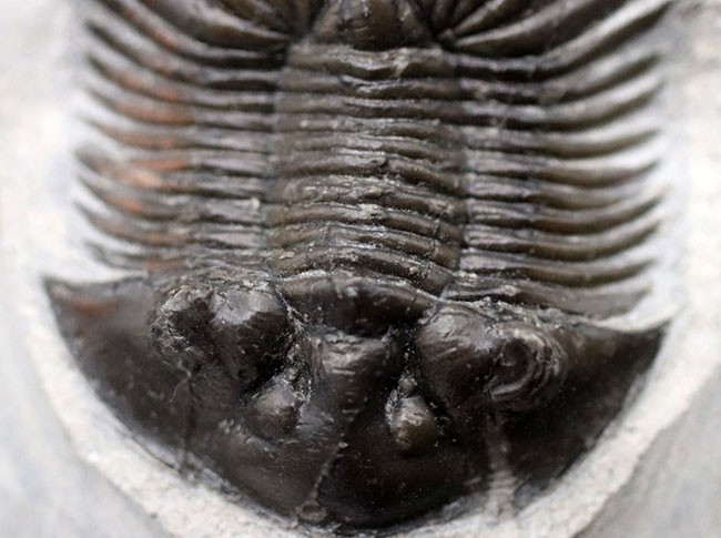 パーフェクト！扇子様の尾板に美しさにご注目ください。モロッコ産三葉虫、スカブリスクテルム・ファーシフェルム（Scabriscutellum furciferum）の化石（その5）