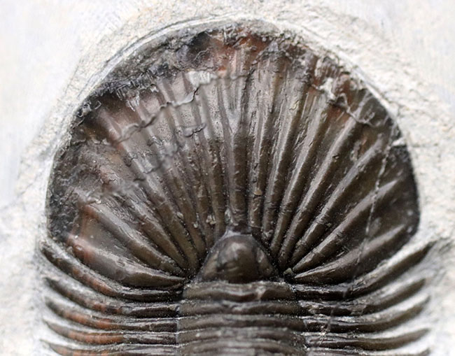 パーフェクト！扇子様の尾板に美しさにご注目ください。モロッコ産三葉虫、スカブリスクテルム・ファーシフェルム（Scabriscutellum furciferum）の化石（その6）