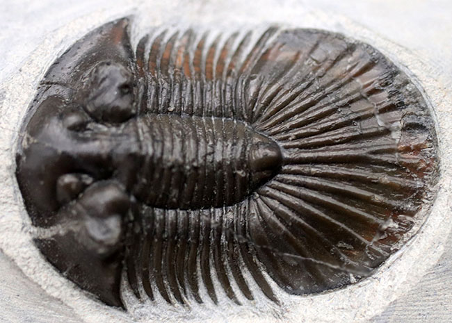 パーフェクト！扇子様の尾板に美しさにご注目ください。モロッコ産三葉虫、スカブリスクテルム・ファーシフェルム（Scabriscutellum furciferum）の化石（その8）