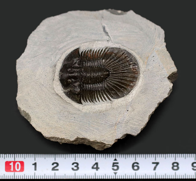 パーフェクト！扇子様の尾板に美しさにご注目ください。モロッコ産三葉虫、スカブリスクテルム・ファーシフェルム（Scabriscutellum furciferum）の化石（その9）