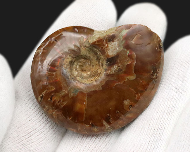 化石の日限定価格】マダガスカル産 アンモナイト化石（クレオニセラス