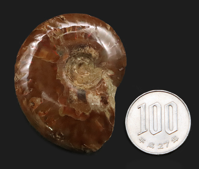 キラキラ美しい！マダガスカル産の白亜紀のアンモナイト