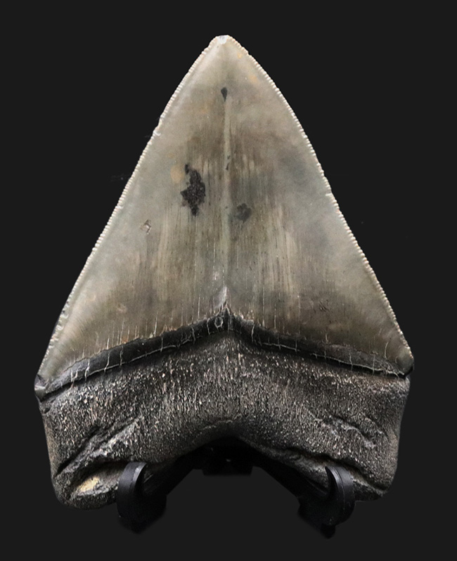 100%ナチュラル!左右対称!セレーション残存!極めて上質なメガロドン(Carcharocles megalodon)の歯化石(その1)