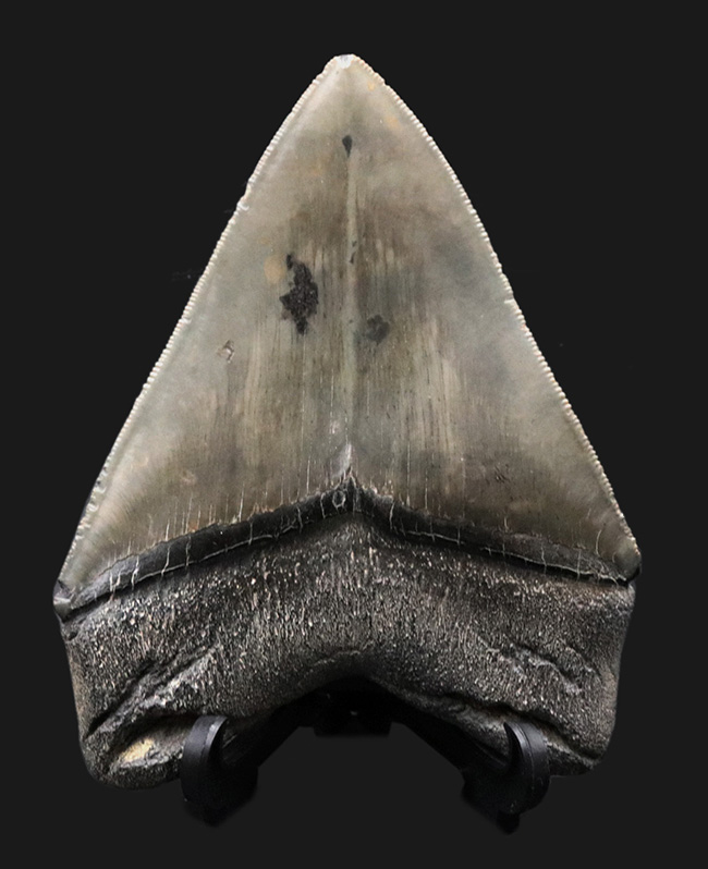 １００％ナチュラル！左右対称！セレーション残存！極めて上質なメガロドン（Carcharocles megalodon）の歯化石（その1）