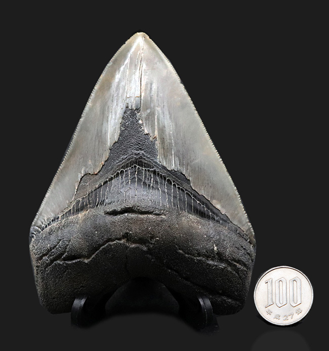 100%ナチュラル!左右対称!セレーション残存!極めて上質なメガロドン(Carcharocles megalodon)の歯化石(その11)