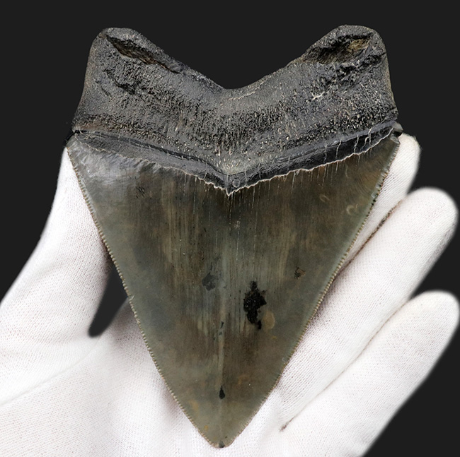 100%ナチュラル!左右対称!セレーション残存!極めて上質なメガロドン(Carcharocles megalodon)の歯化石(その2)