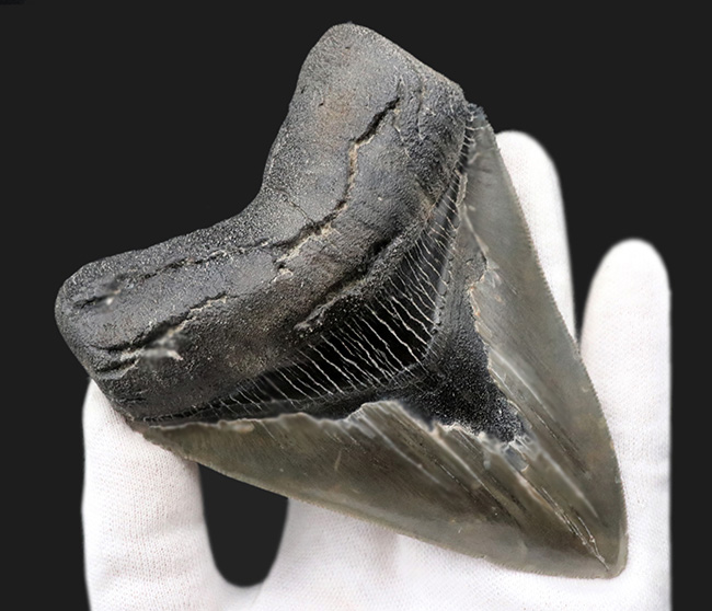 100%ナチュラル!左右対称!セレーション残存!極めて上質なメガロドン(Carcharocles megalodon)の歯化石(その3)