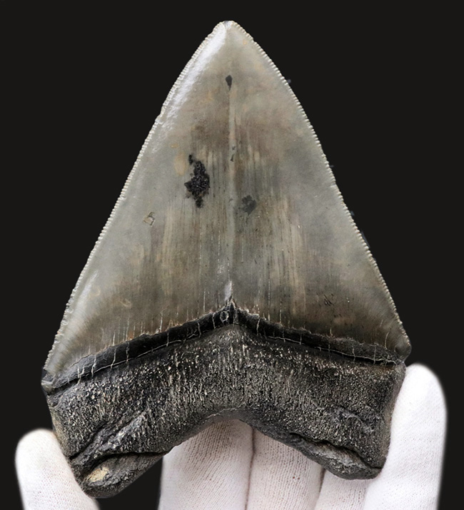 100%ナチュラル!左右対称!セレーション残存!極めて上質なメガロドン(Carcharocles megalodon)の歯化石(その4)