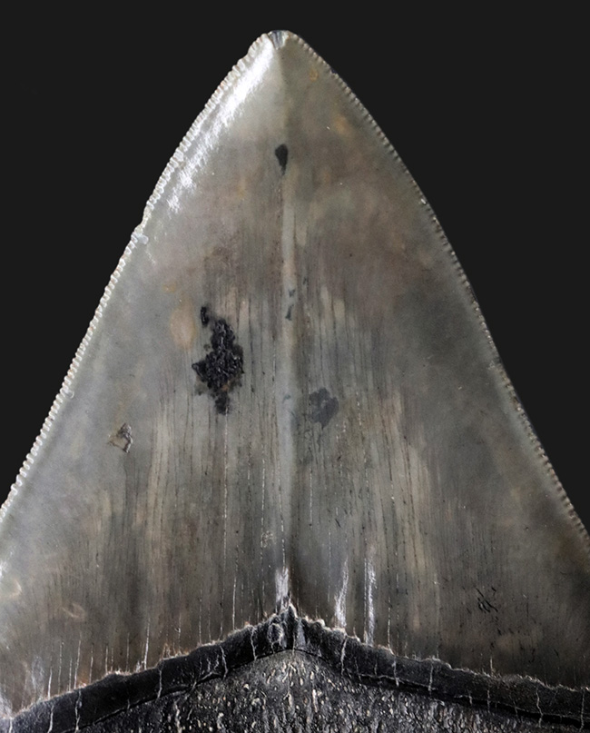 100%ナチュラル!左右対称!セレーション残存!極めて上質なメガロドン(Carcharocles megalodon)の歯化石(その5)