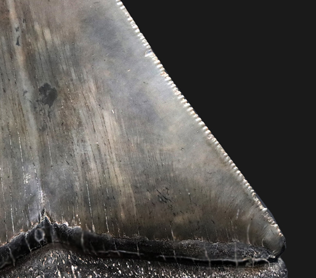 100%ナチュラル!左右対称!セレーション残存!極めて上質なメガロドン(Carcharocles megalodon)の歯化石(その6)