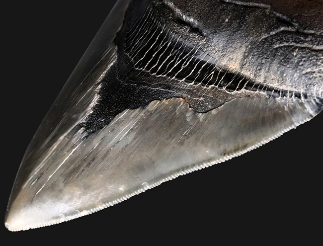 100%ナチュラル!左右対称!セレーション残存!極めて上質なメガロドン(Carcharocles megalodon)の歯化石(その8)