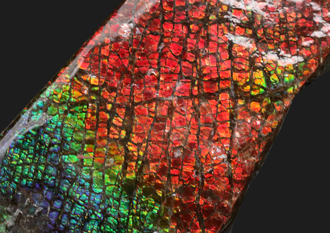 １０センチ級！ドラゴンスキン（竜のうろこ）タイプ！キラキラと輝く上質標本、カナダ産のアン”モ”ライト（Ammolite）（その1）