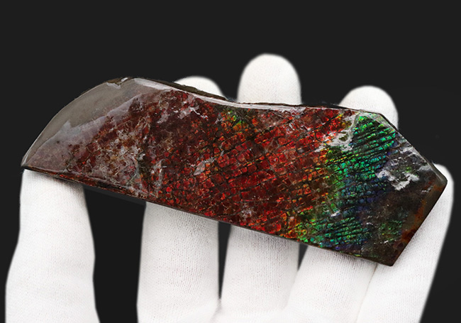 10センチ級！ドラゴンスキン（竜のうろこ）タイプ！キラキラと輝く