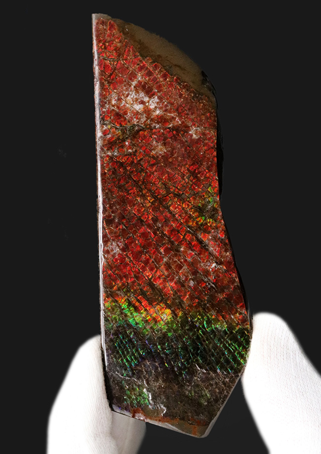 １０センチ級！ドラゴンスキン（竜のうろこ）タイプ！キラキラと輝く上質標本、カナダ産のアン”モ”ライト（Ammolite）（その5）