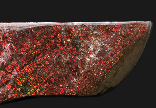 １０センチ級！ドラゴンスキン（竜のうろこ）タイプ！キラキラと輝く上質標本、カナダ産のアン”モ”ライト（Ammolite）（その6）
