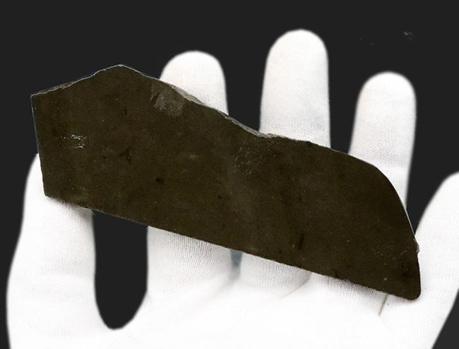 １０センチ級！ドラゴンスキン（竜のうろこ）タイプ！キラキラと輝く上質標本、カナダ産のアン”モ”ライト（Ammolite）（その8）