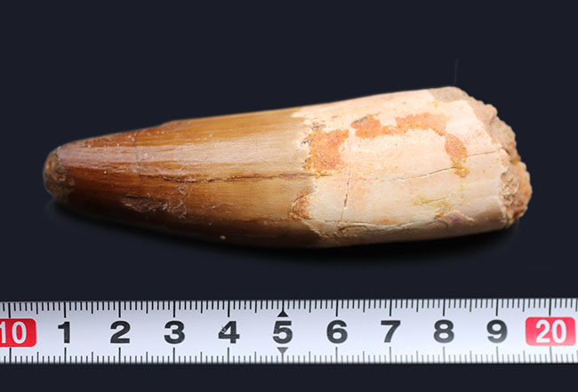 コレクショングレード！カーブ計測で１０センチ近い、肉食恐竜、スピノサウルス（Spinosaurus）の太い歯化石（その11）