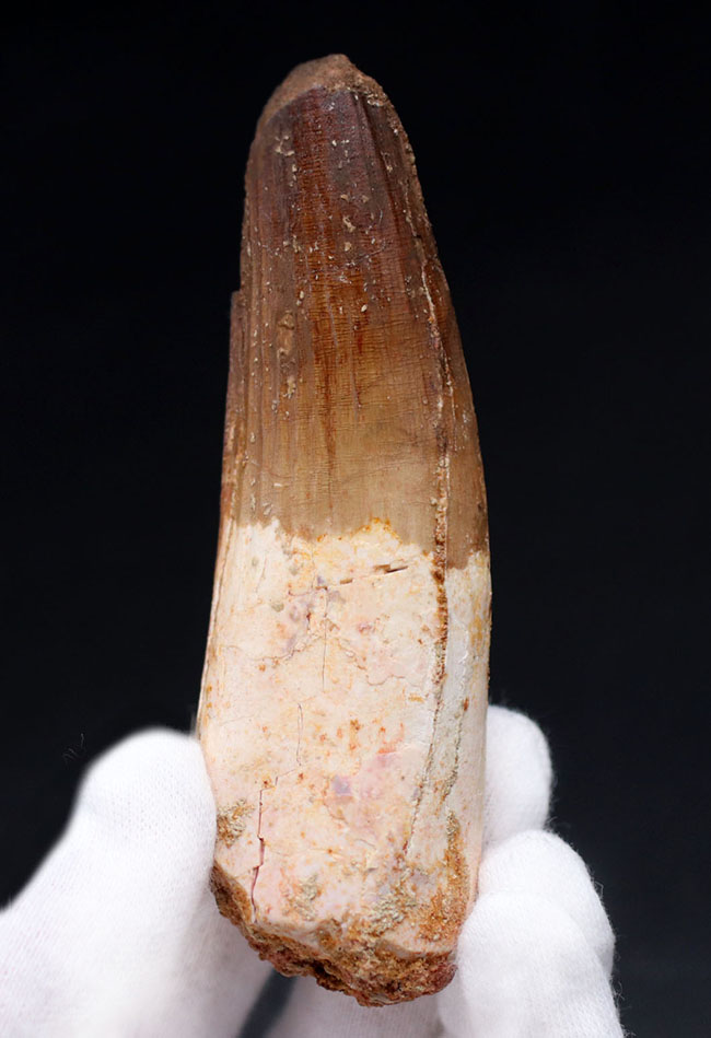 コレクショングレード!カーブ計測で10センチ近い、肉食恐竜、スピノサウルス(Spinosaurus)の太い歯化石(その2)