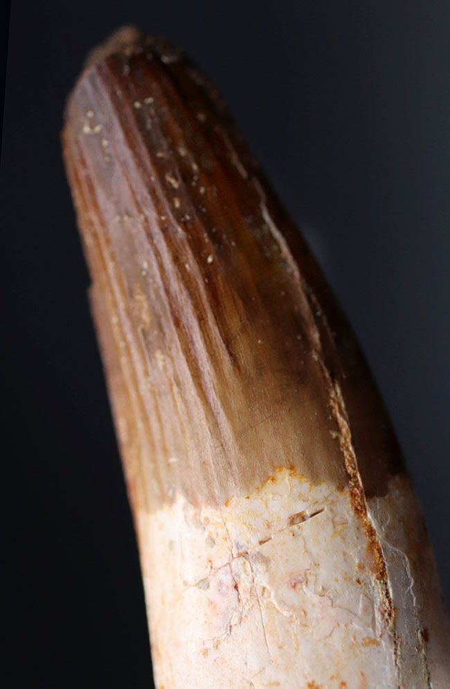 コレクショングレード!カーブ計測で10センチ近い、肉食恐竜、スピノサウルス(Spinosaurus)の太い歯化石(その3)