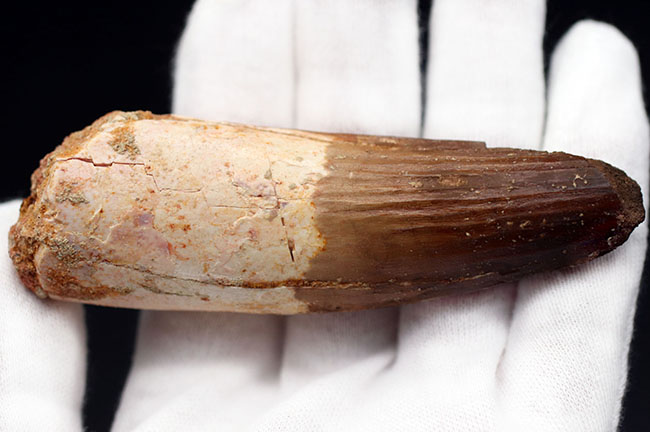 コレクショングレード!カーブ計測で10センチ近い、肉食恐竜、スピノサウルス(Spinosaurus)の太い歯化石(その6)