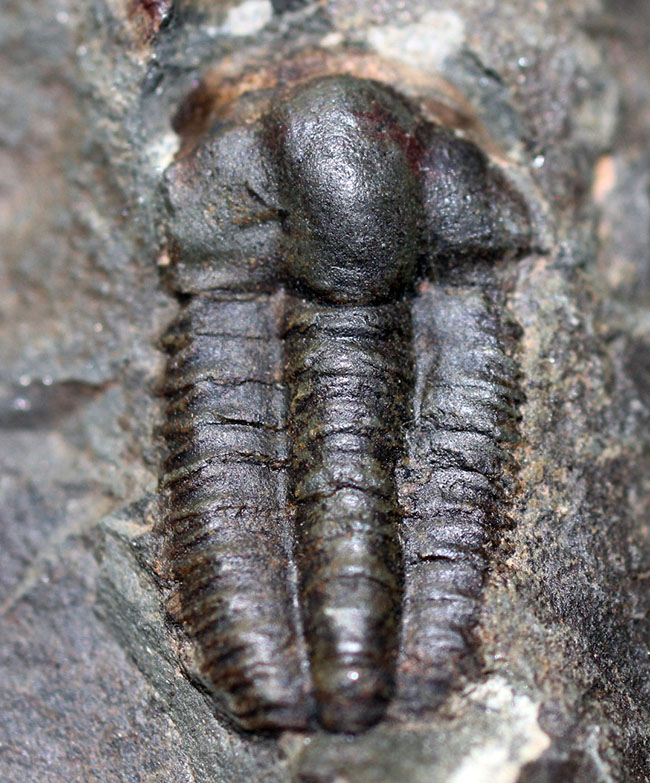 およそ５億１千万年前の初期の三葉虫、三葉虫エリプソセファルス・ホッフィー（Ellipsocephalus hoffi）。チェコ共和国産。（その1）