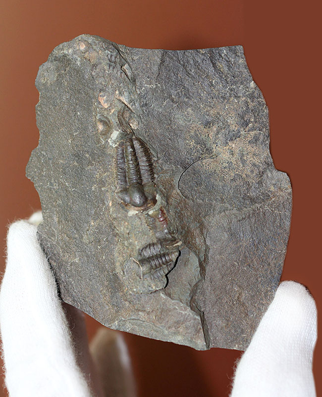 およそ５億１千万年前の初期の三葉虫、三葉虫エリプソセファルス・ホッフィー（Ellipsocephalus hoffi）。チェコ共和国産。（その2）