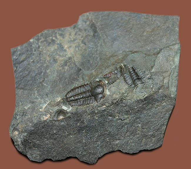 およそ５億１千万年前の初期の三葉虫、三葉虫エリプソセファルス・ホッフィー（Ellipsocephalus hoffi）。チェコ共和国産。（その3）