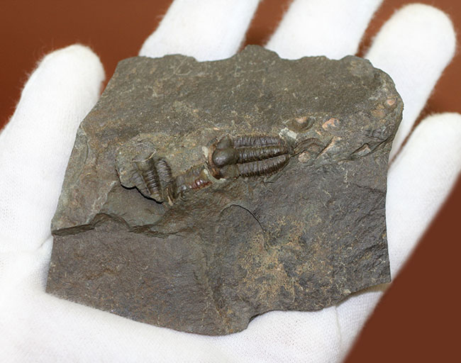 およそ５億１千万年前の初期の三葉虫、三葉虫エリプソセファルス・ホッフィー（Ellipsocephalus hoffi）。チェコ共和国産。（その4）