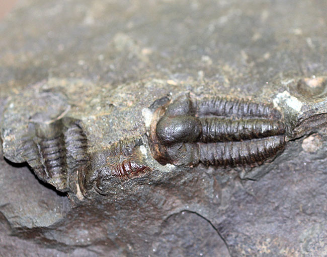 およそ5億1千万年前の初期の三葉虫、三葉虫エリプソセファルス