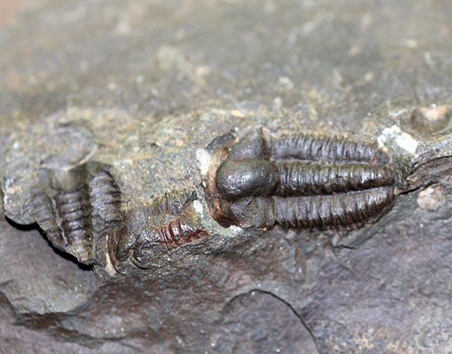 およそ５億１千万年前の初期の三葉虫、三葉虫エリプソセファルス・ホッフィー（Ellipsocephalus hoffi）。チェコ共和国産。（その6）