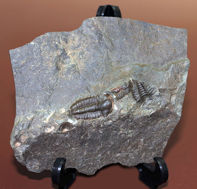 およそ５億１千万年前の初期の三葉虫、三葉虫エリプソセファルス・ホッフィー（Ellipsocephalus hoffi）。チェコ共和国産。（その7）