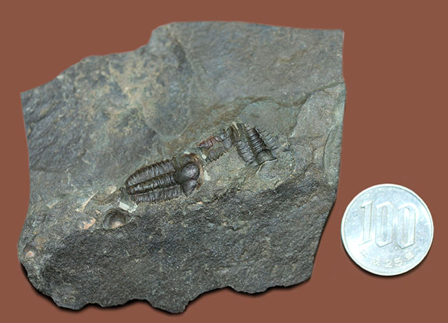 およそ5億1千万年前の初期の三葉虫、三葉虫エリプソセファルス