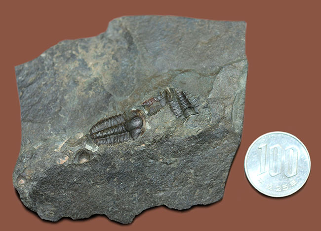 およそ５億１千万年前の初期の三葉虫、三葉虫エリプソセファルス・ホッフィー（Ellipsocephalus hoffi）。チェコ共和国産。（その8）