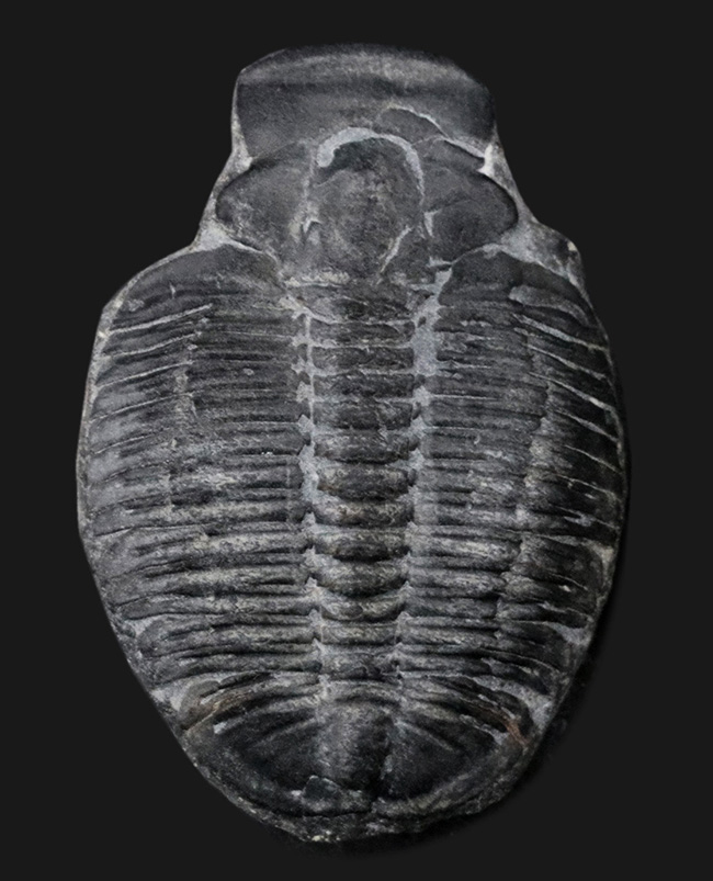 最も有名な三葉虫、３センチ超えのビッグサイズ！米国ユタ州産三葉虫、エルラシア・キンギ（Elrathia kingi）の化石（その1）