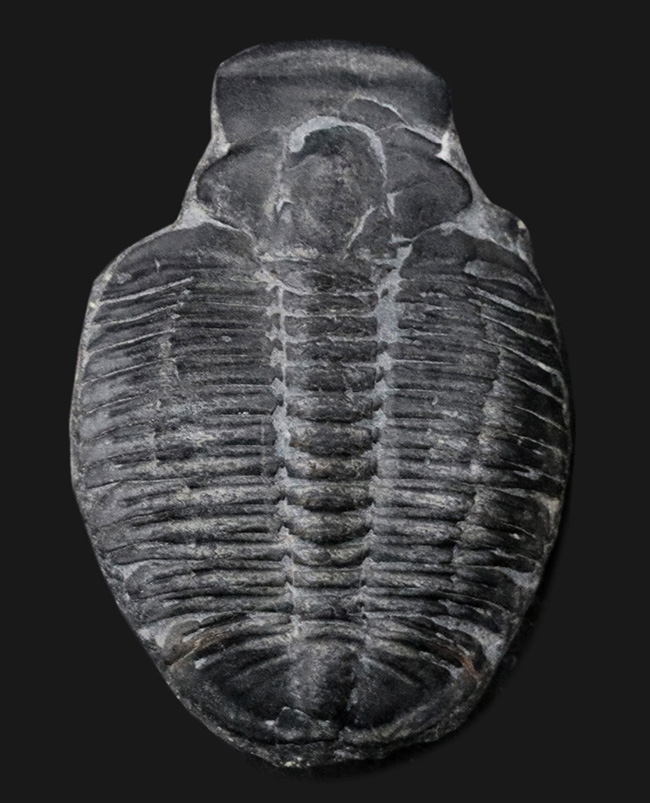 最も有名な三葉虫、3センチ超えのビッグサイズ!米国ユタ州産三葉虫、エルラシア・キンギ(Elrathia kingi)の化石(その1)