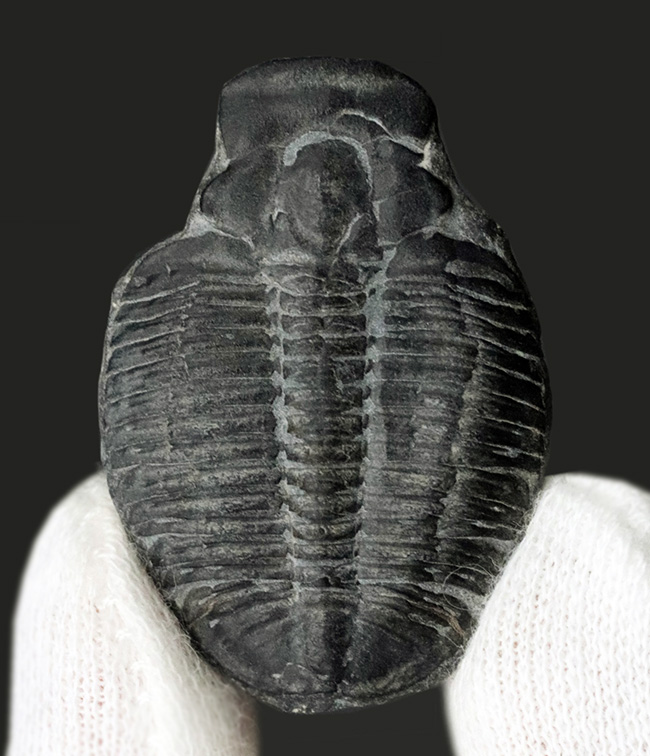 最も有名な三葉虫、３センチ超えのビッグサイズ！米国ユタ州産三葉虫、エルラシア・キンギ（Elrathia kingi）の化石（その2）
