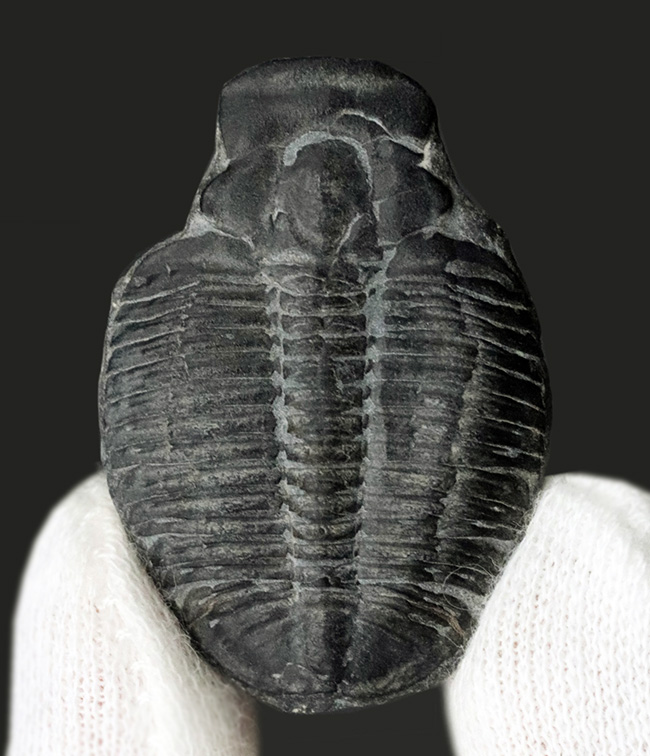 最も有名な三葉虫、3センチ超えのビッグサイズ!米国ユタ州産三葉虫、エルラシア・キンギ(Elrathia kingi)の化石(その2)